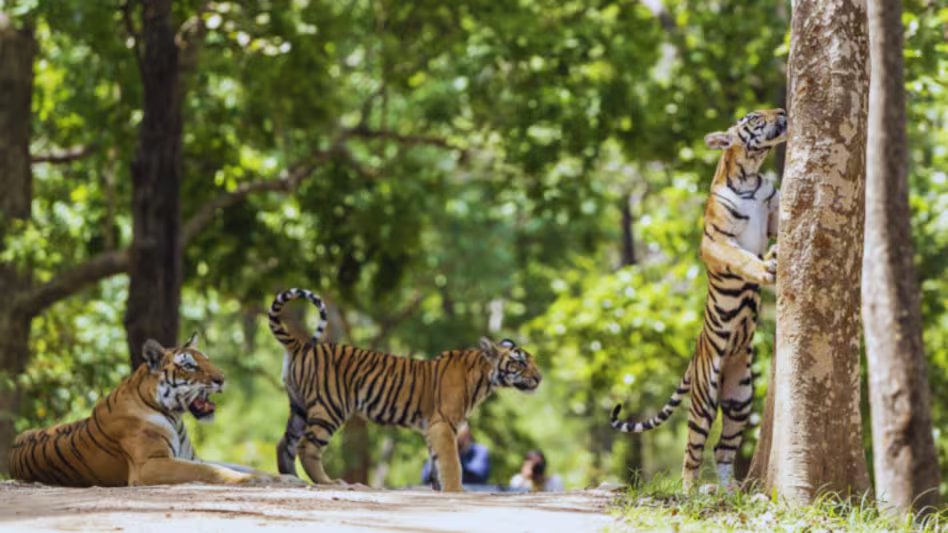 कान्हा राष्ट्रीय उद्यान में पर्यटकों को एक साथ दिखे 14 टाइगर, पर्यटक हुए रोमांचित