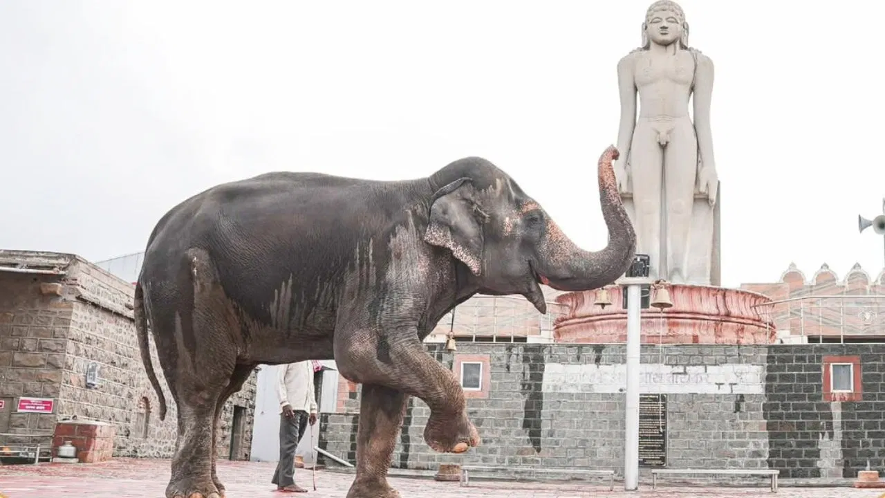 महाराष्ट्र सरकार हथिनी महादेवी की कोल्हापुर वापसी के लिए हस्तक्षेप करेगी
